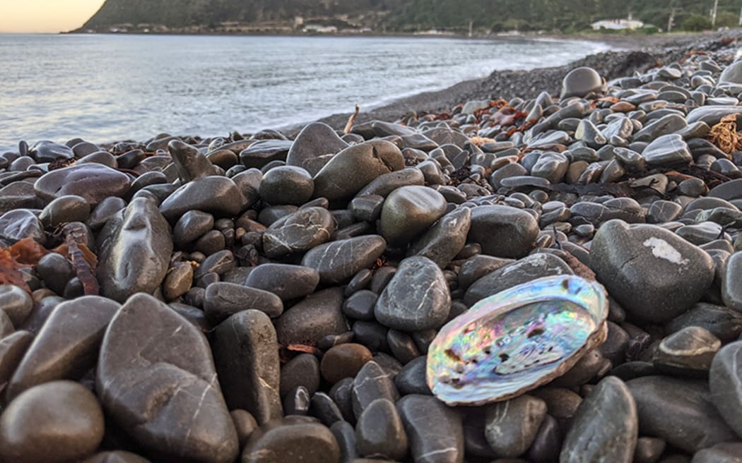 Hongoeka Bay, Patricia Grace's home and setting for many stories