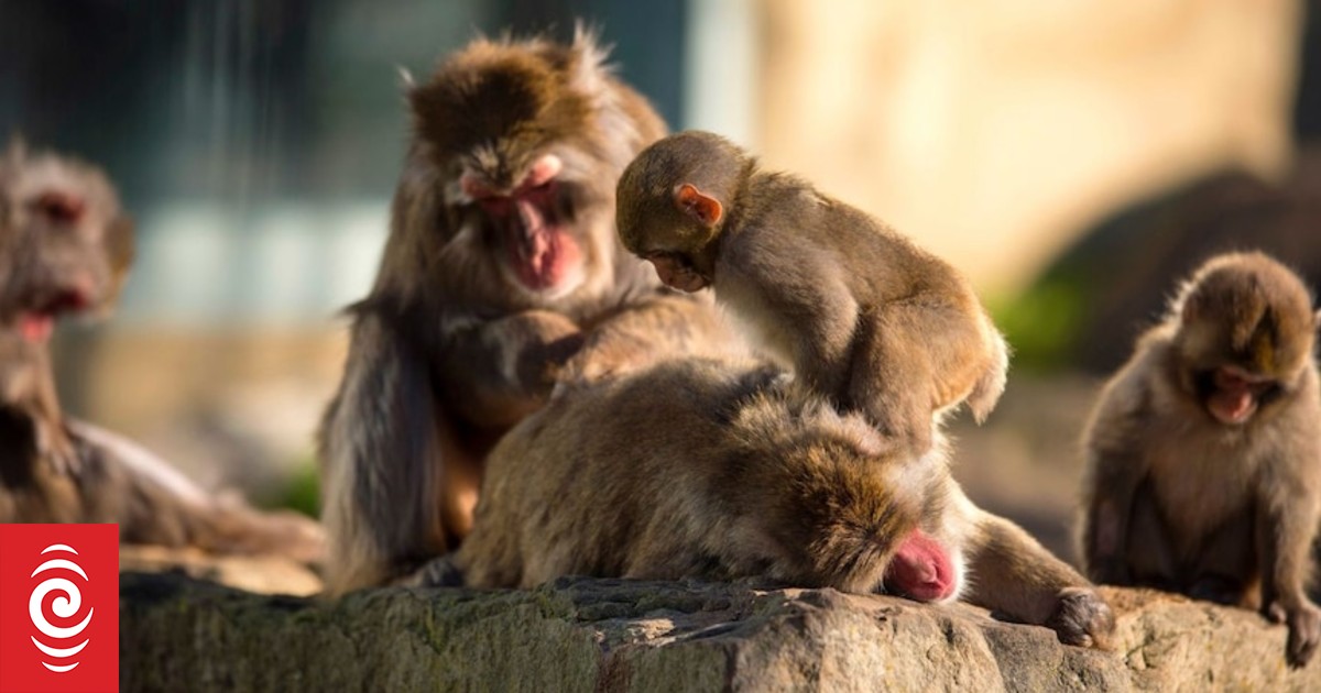 Thief who scooped coins from monkey enclosure pond 'now at risk of