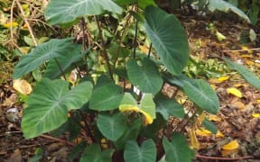 A Taro plant