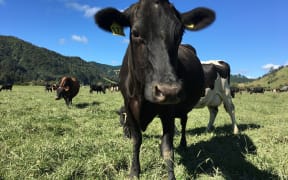 One of Jared Watson's dairy cows.