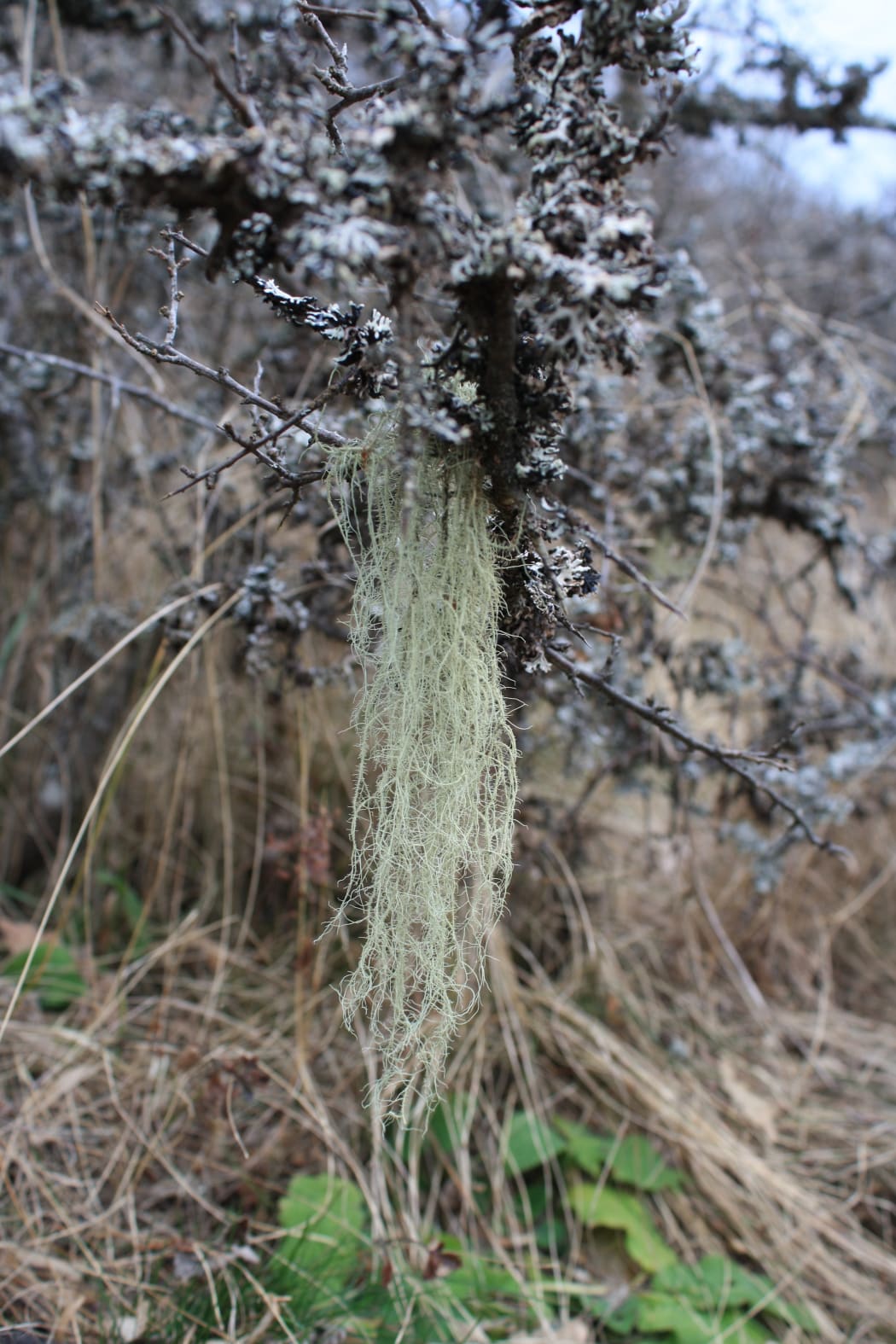 Beard Lichen/Tree's Dandruff/Woman's long hair/Usnea lichens