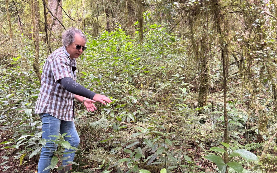 Debbie Win in the mature forest on her family's farm in the Win Valley.