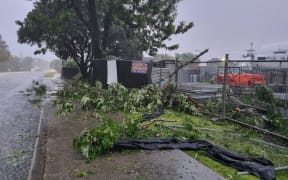 Downed trees on Riverside Drive in Whangarei.