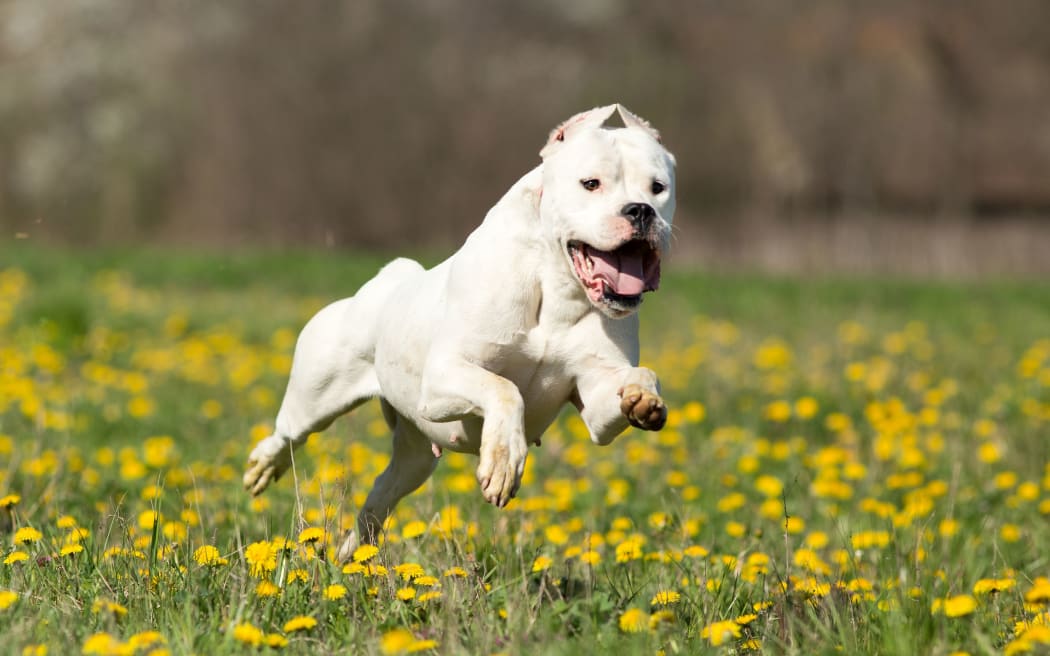 Dogo Argentinos are classified as a menacing breed