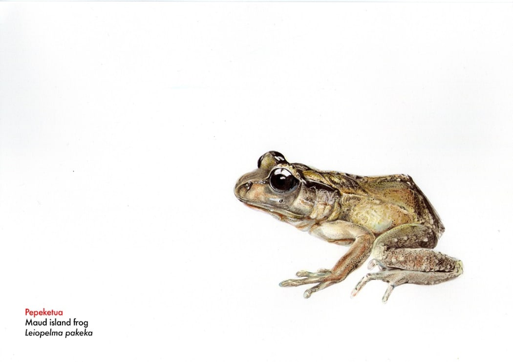 Pepeketua / Maud Island frog