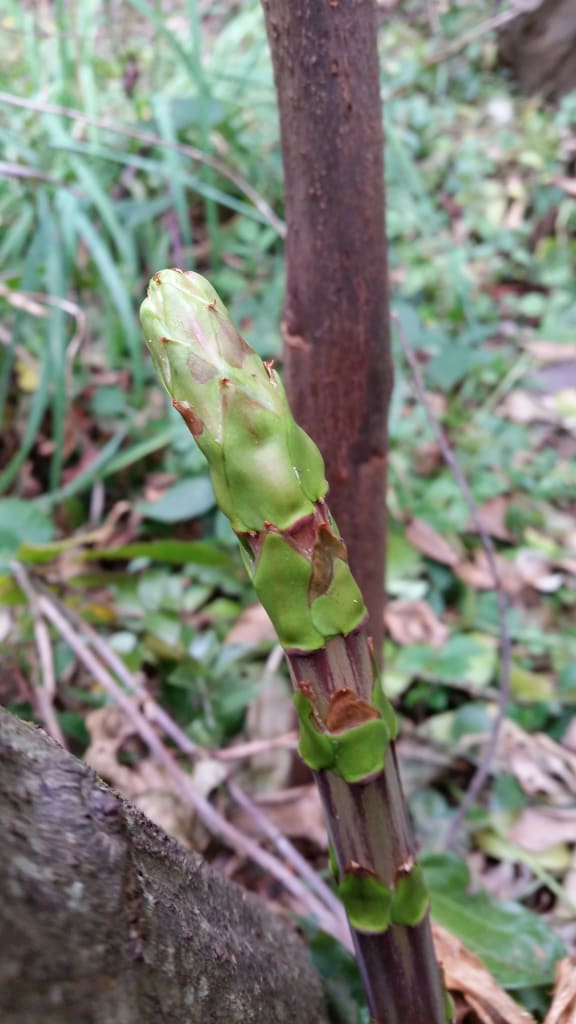 A young tutu shoot from the Waitakere Regional Park near where Matthew found the plant.
