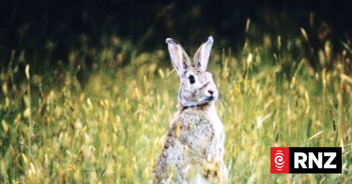 Rabbit Watch set up for a nationwide eradication of rabbits! | RNZ