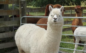 Alpaca