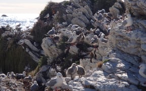 Kaikoura wildlife: the science
Alison Ballance