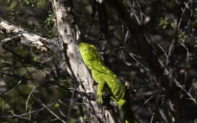 The West Coast green gecko was spotted in May.