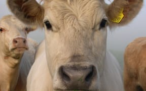 Cow
