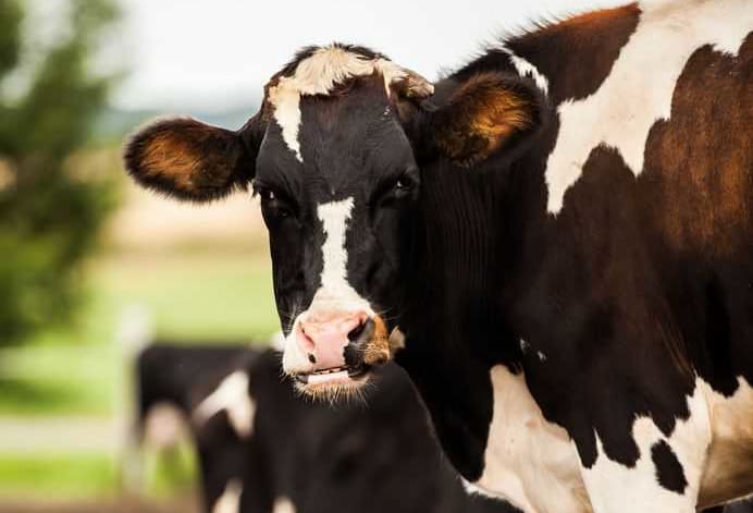 Cows in a paddock.