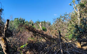 Trees felled at Marine Esplanade Reserve, Mairanga Bay, Auckland