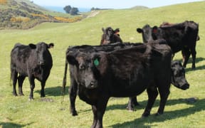 Cattle in South Otago