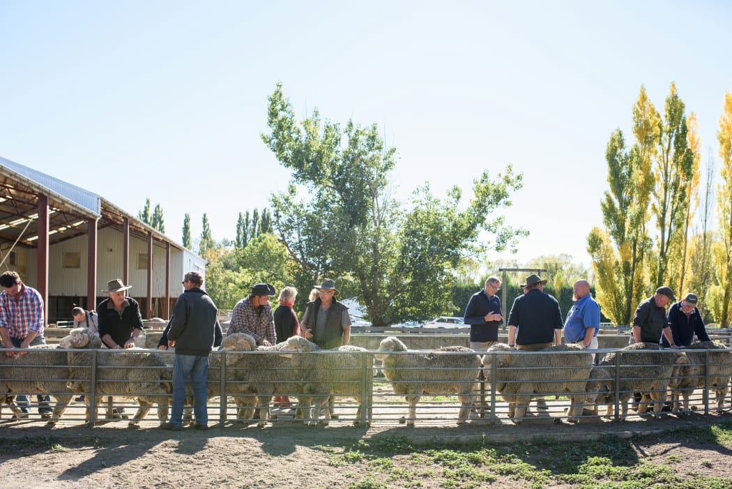 Local merino farmers and representatives of Norway’s Devold company inspect animals on the Armidale stud near Ranfurly.