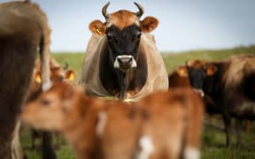 Organic Jersey cow and calf on a Rongotea farm.