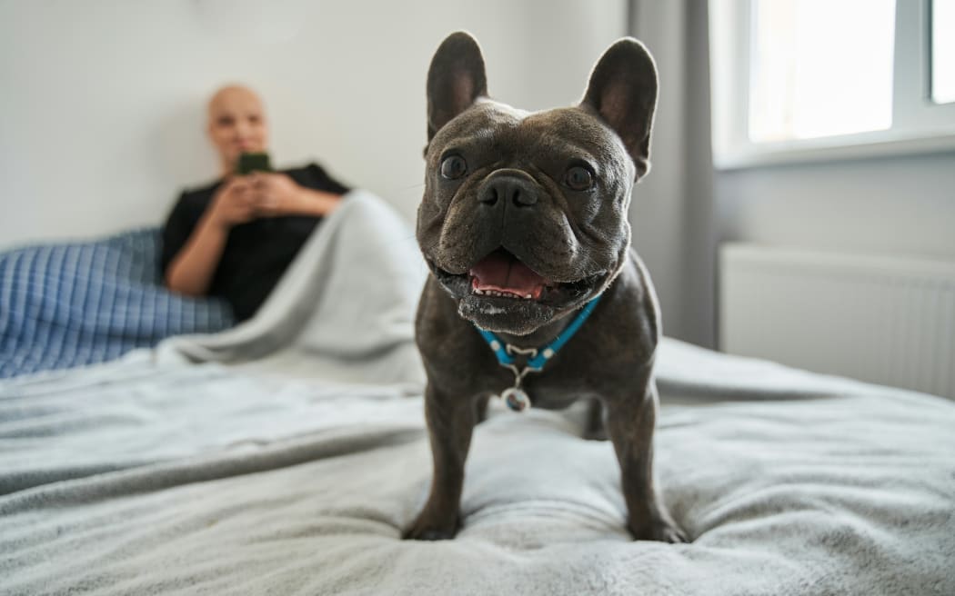 A small French bulldog on someone's bed.