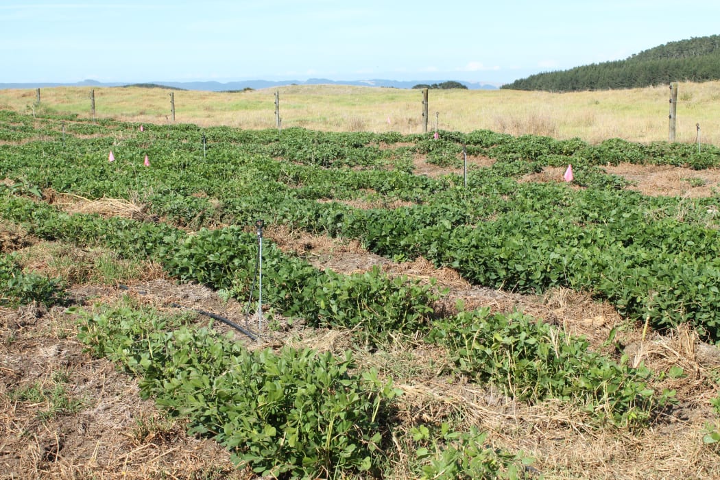 Peanut trial