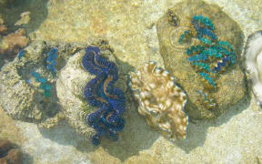 Native giant clams Tridacna Maxima raised in the Autitaki Ministry of Marine Resources hatchery