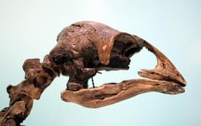 A moa skeleton.