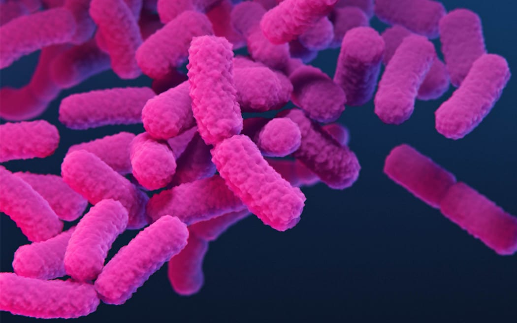 An image of carbapenem-resistant Enterobacterales, a type of bacteria resistant to one or several antibiotics called carbapenems.