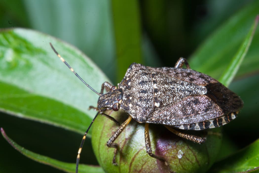 Stink bug (Eocanthecona  furcellata) on green leaves.
