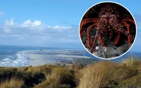 Crayfish, Farewell Spit