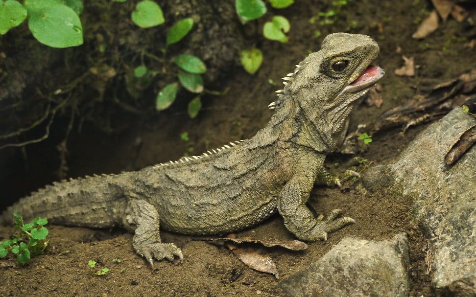 Tuatara