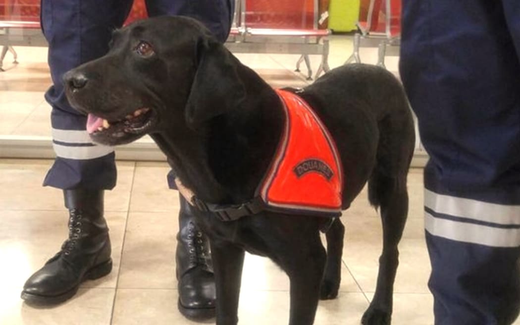 Sniffer dog at the airport