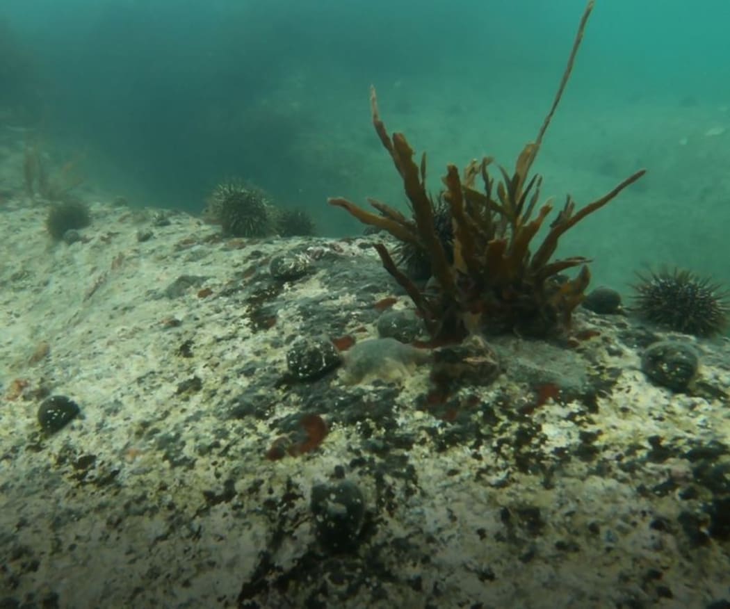 A kina barren in Tonga Island Marine Rerserve - the reserve is one of two marine reserves in Tasman Bay at the top of the South Island, which offer protection to less than one per cent of the bay.