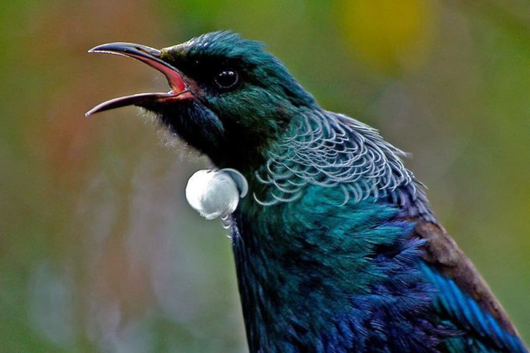 tui