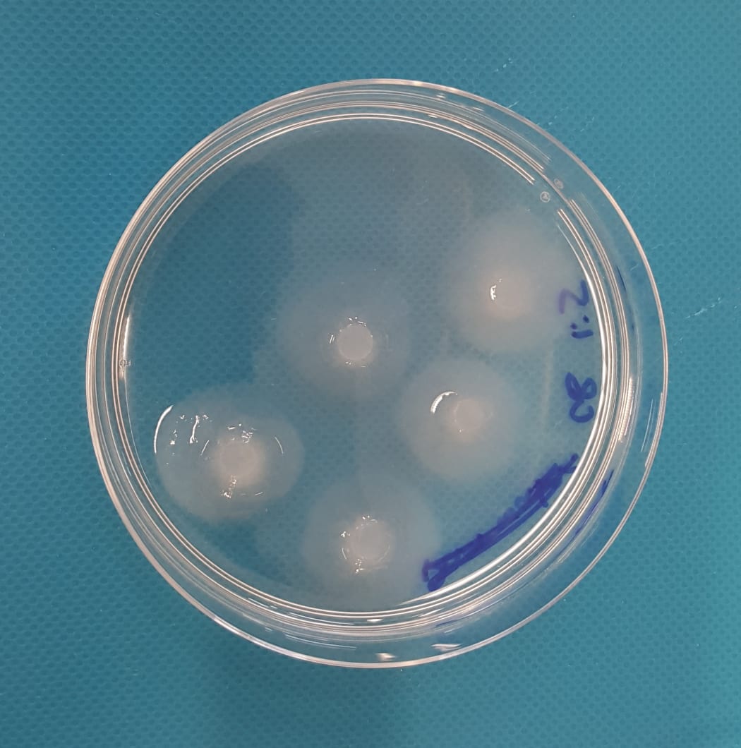 Colonies of phytophthora growing on an agar plate