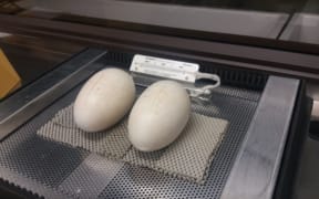 Two kiwi eggs in the kiwi nursery at There are two kiwi eggs in the kiwi nursery.