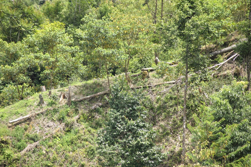 Logging in forest in Nisam Antara, Indonesia's Aceh province, October 2021.