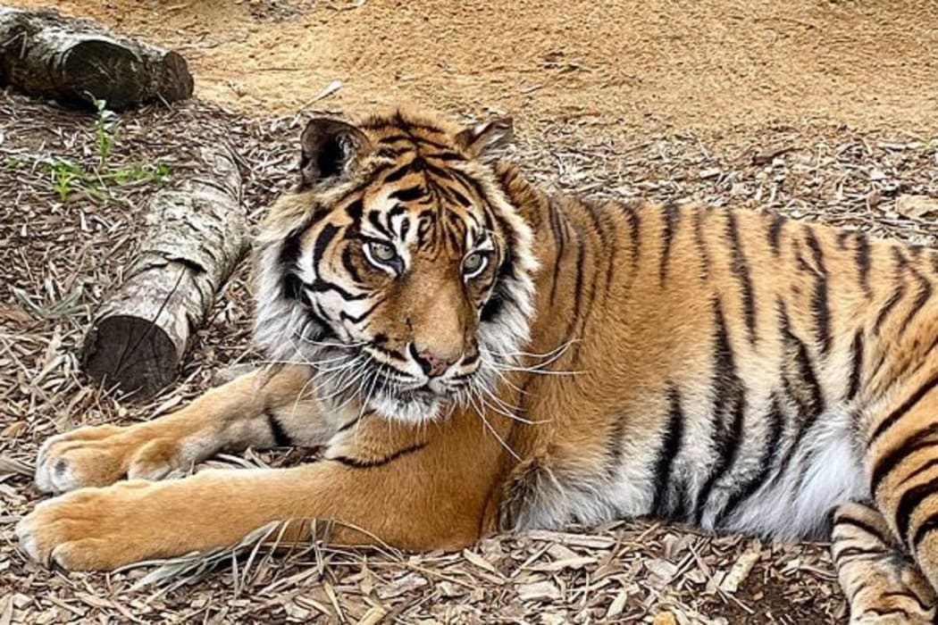 Mencari the Sumatran tiger.