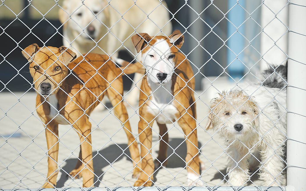 Gisborne kennels 2025