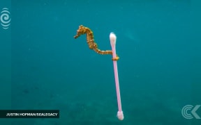 Photographer nominated for seahorse & cotton bud pic