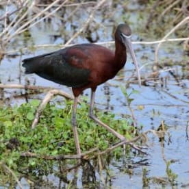Photo for Glossy ibis
