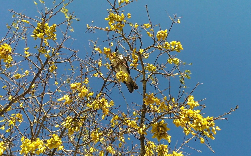 A kereru in a kowhai tree.