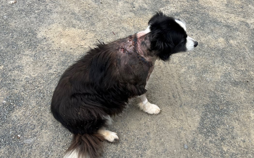 Border collie Molly was attacked by two German Shepherds on her owner's property in Western Bay of Plenty