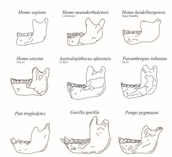 Chin evolution 101