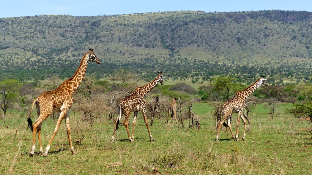 Giraffes, Serengeti National Park, Tanzania