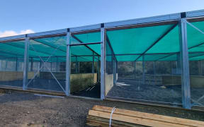 Building of a new shore plover aviary at Pūkaha National Wildlife Centre is underway.