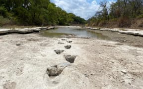 Dinosaur tracks from around 113 million years ago, discovered after severe drought conditions dried up a river flowing through Dinosaur Valley State Park.