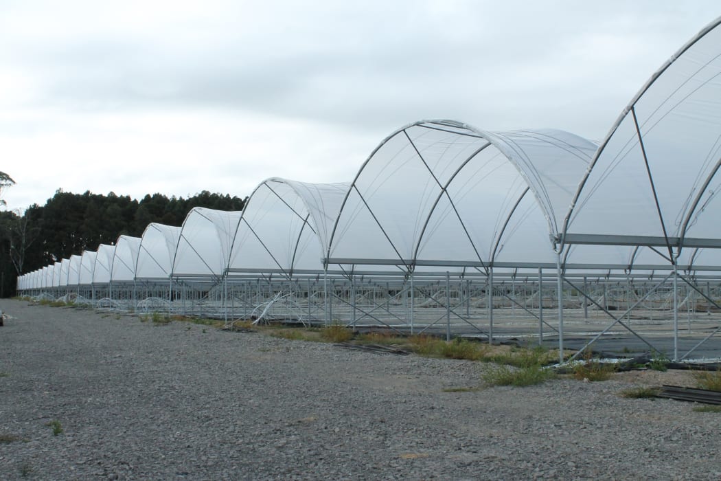 Tunnel Houses for strawberries