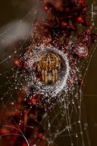 The Weaver's Lair by Jamie Smart, UK. An orb weaver spider inside its silken retreat on a cold September morning.