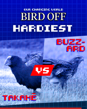 A blue-tinged computer game-style graphic with the words: Our Changing World Bird Off: Hardiest" above side-by-side images of a takahē vs. a buzzard.