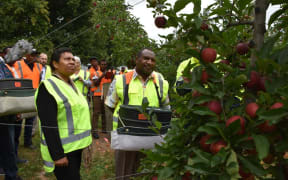 PNG prime minister James Marape and wife Rachael at T&G apple orchard in Hawke's Bay, New Zealand, trying out some fruit picking in the company of PNG RSE workers.