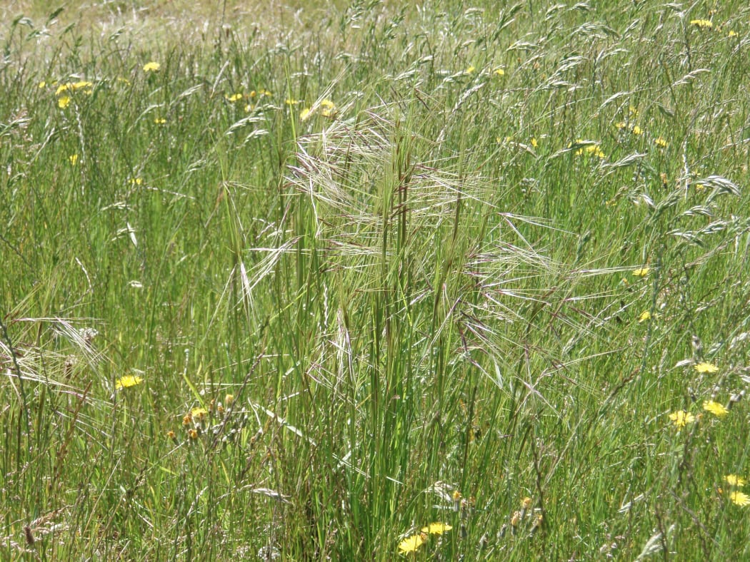 Chilean needle grass