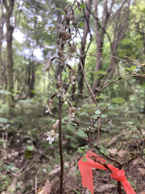 A twiggy orchid with brown and white flowers emerges out of the forest floor. It is marked with a bright coral-coloured ribbon.